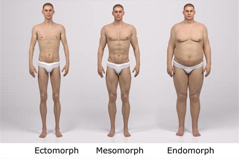 Male Body Types: Endomorph, Ectomorph & Mesomorphs - My Fit Foods