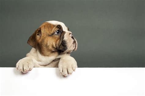 Bulldog Puppy 4k Wallpaper,HD Animals Wallpapers,4k Wallpapers,Images ...