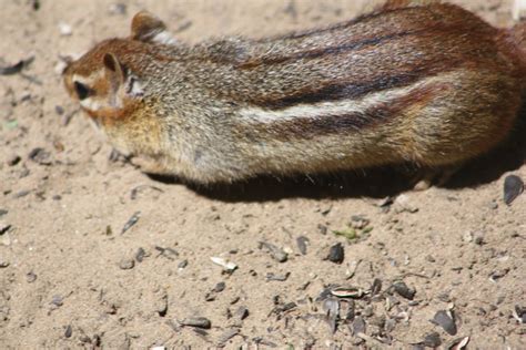 NWI Dunes: Wildlife at the Indiana Dunes State Park Nature Center, and lakeshore