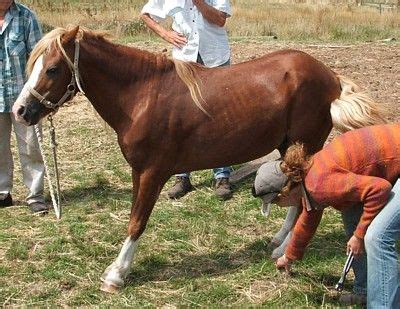 Laminitis Recovery - Natural Horse World | Horse care, Horses, Horse world