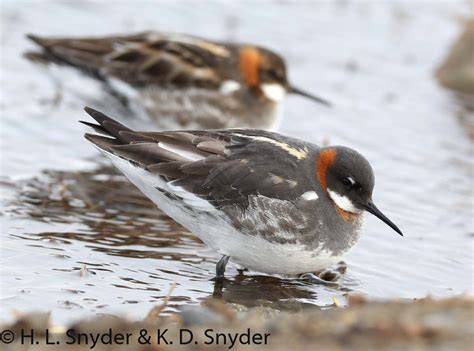 Red-necked Phalarope – MOONBEAMPUBLISHING.ORG