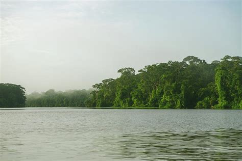 Tortuguero Rainforest Photograph by Samuel Morgan - Fine Art America