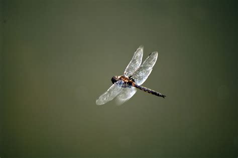 Dragonfly in Flight Free Photo Download | FreeImages