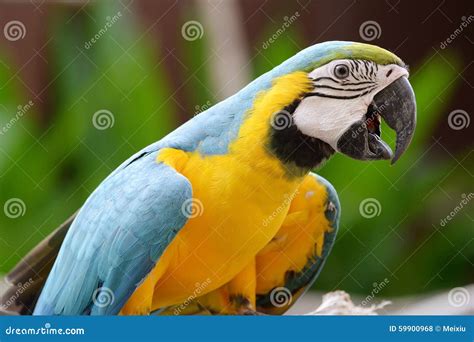 Parrot birds stock photo. Image of group, beak, outdoor - 59900968