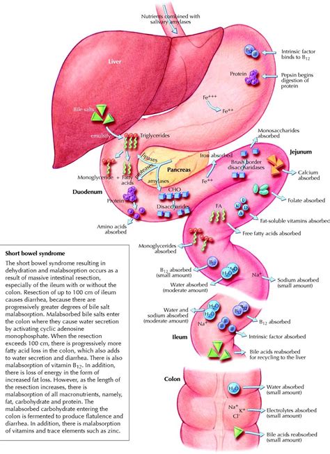 GI absorption of nutrients | Physiology, Nursing tips, Anatomy and ...