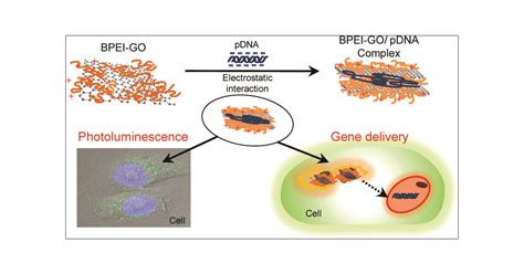 Graphene Oxide–Polyethylenimine Nanoconstruct as a Gene Delivery Vector and Bioimaging Tool ...