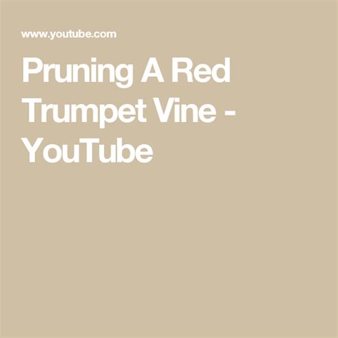 Pruning A Red Trumpet Vine - YouTube | Trumpet vine, Vines, Trumpet