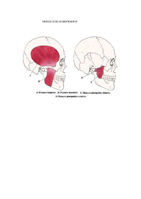 Músculos Masticación - Anatomia topografica - MUSCULOS DE LA MASTICACION - Studocu