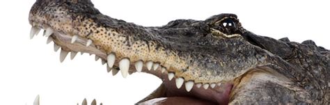 Crocodile Species - Crocodile Facts and Information