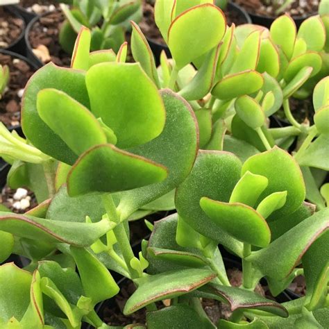 Cotyledon woodii – Succulents Australia Sales