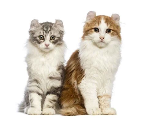 American Curl Cat | Friendly Pet With Graceful Ears