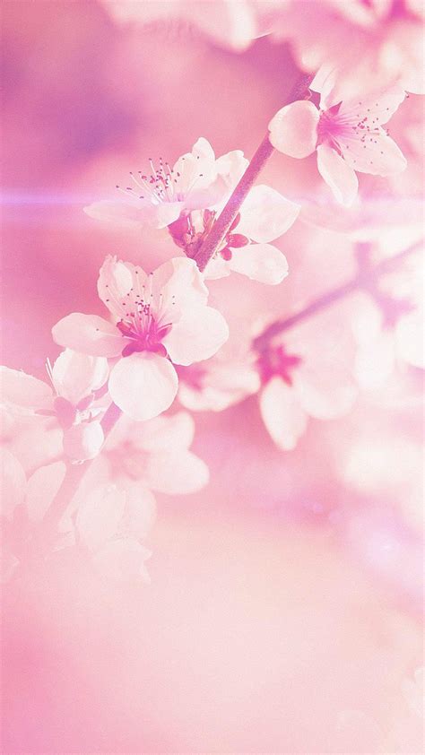 Light Pink Flowers, Baby Pink Flower HD phone wallpaper | Pxfuel