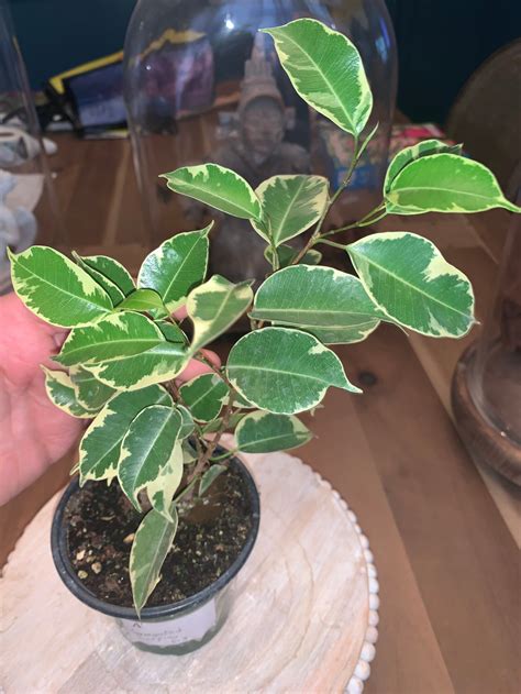 Variegated Weeping Fig Ficus Benjamina Variegata | Etsy