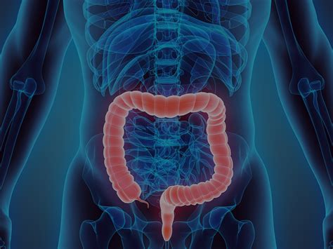 Large Intestine Function