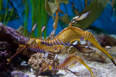 Picture of the Week, Weedy Sea Dragon | AquaNerd