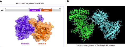 Structural analysis of human retinoblastoma protein. A: 3D structure of ...