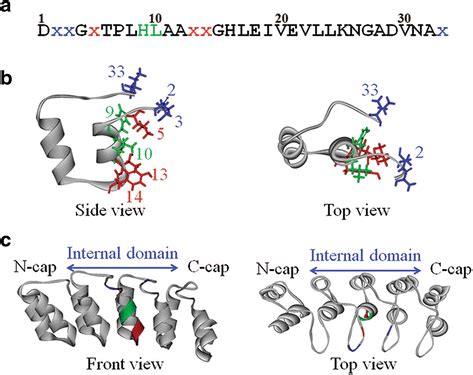 The molecular architecture of ankyrin and its three recognition areas,... | Download Scientific ...