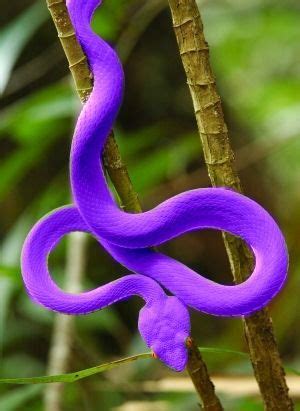 Pin by Alexander on The Color? Need you ask? LOL | Rainforest animals, Reptiles and amphibians ...