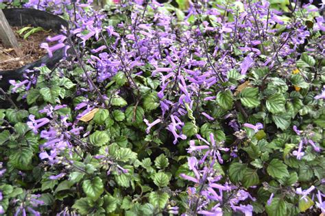 Plectranthus - the perfect plant for Shade — Sprout Landscapes