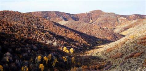 Colorado Elk Habitat Protected, Hunting Access Improved - Share the Outdoors