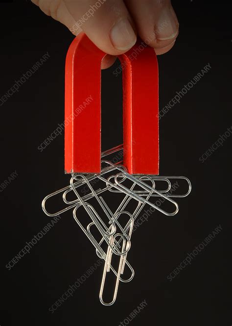 Magnet with Paper Clips - Stock Image - C039/0864 - Science Photo Library