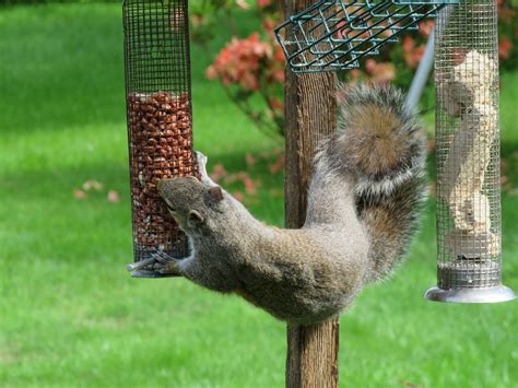 5 Best Squirrel Proof Bird Feeders [2022 Buying Guide & Reviews] - Birdwatching Buzz