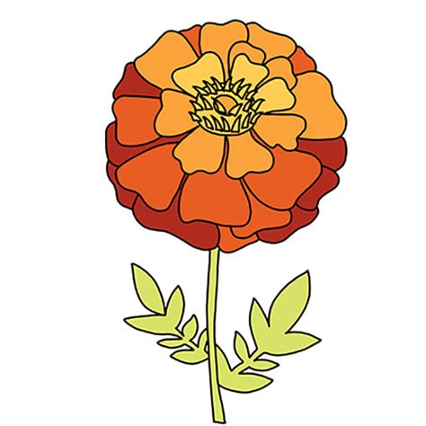 How to Draw a Marigold - Easy Drawing Tutorial For Kids