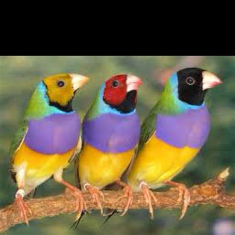 Rainbow finches | SOME WHERE OVER THE RAINBOW | Pinterest