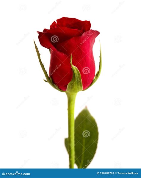 Beautiful Single Dark Red Rose Bud Isolated on White Stock Image - Image of details, macro ...