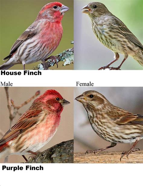 House finch vs Purple Finch | Finches bird, Wild birds unlimited, Pet birds