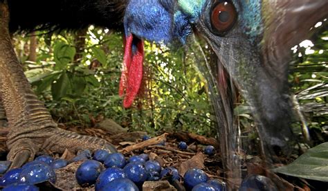 ‘World’s most dangerous bird’, a cassowary, attacks and kills its owner ...