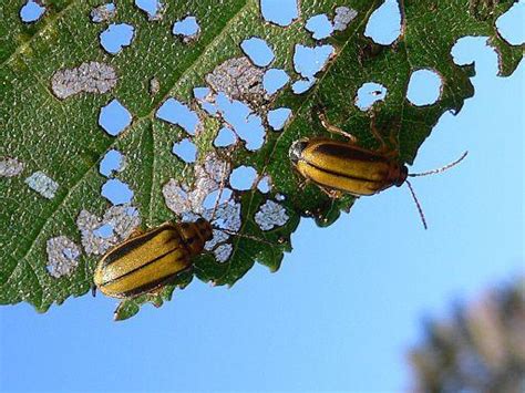 Elm Leaf Beetle: Identification, Life Cycle, Facts & Pictures