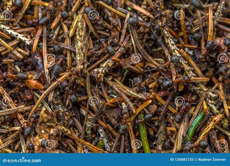 Formica Ants colony stock image. Image of group, animal - 120881733