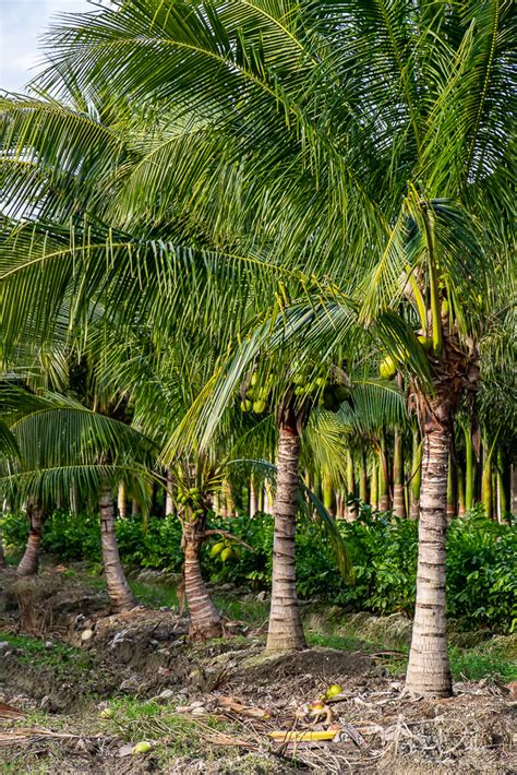 Palm tree nurseries near Homestead, Florida | Tom Dills Photography Blog