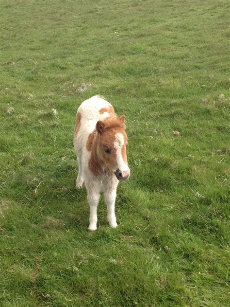 Shetland Pony | Shetland pony, Pony, Shetland