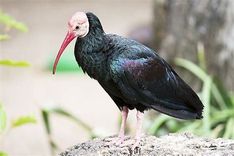 Endangered Birds of South Africa - WorldAtlas.com