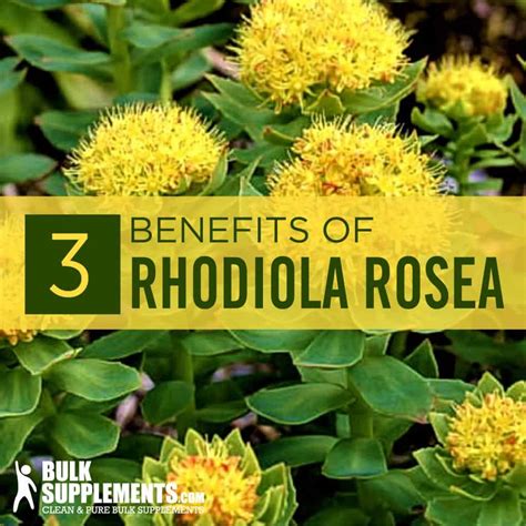 Rhodiola Rosea: Benefits, Dosage & Side Effects