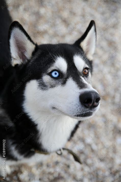 Can A Husky Have Black Eyes