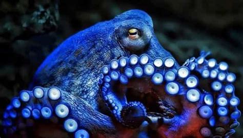 23 Cool Octopus Facts That Are Really Fascinating