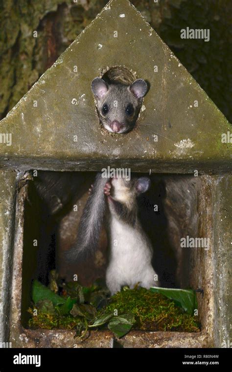 Edible Dormouse (Glis glis). Two juveniles playing in a nesting box. Germany Stock Photo - Alamy