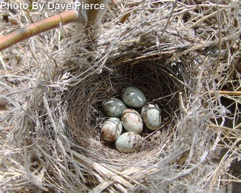 Brewer's Blackbird - East Cascades Audubon Society