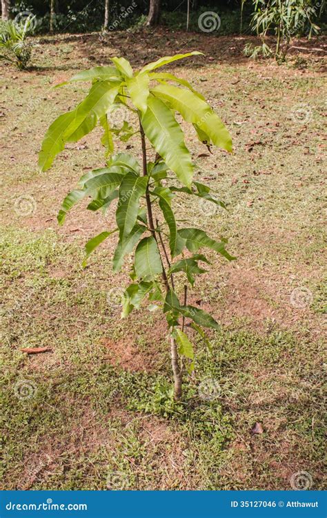 Small Mango Tree Royalty Free Stock Image - Image: 35127046