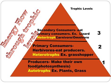 PPT - ENERGY FLOW THROUGH TROPHIC LEVELS . PowerPoint Presentation, free download - ID:3135732