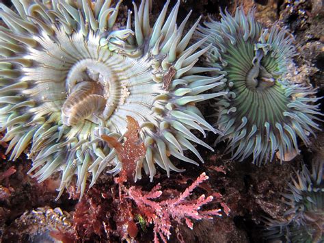 Anemones, in the tidepool at Carpinteria State Beach | Tide pools, Carpinteria beach, Carpinteria