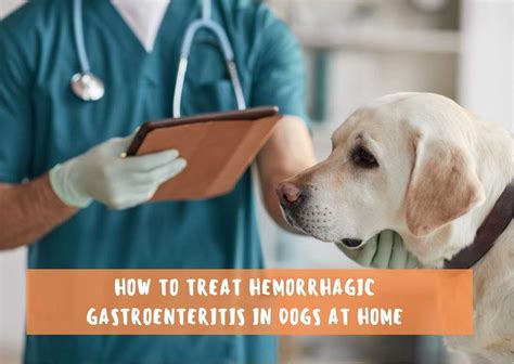 How To Treat Hemorrhagic Gastroenteritis In Dogs At Home - DTuringPets