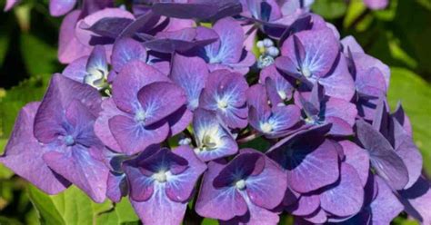 Hydrangea Macrophylla Care: How To Grow Colorful French Hydrangeas