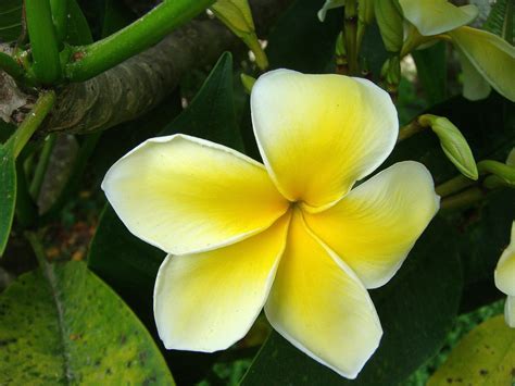 Country Living's simple delights: Flowers of Tonga | Flowers, Tonga, Love flowers