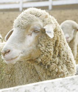 Columbia Sheep Advantages, Disadvantages, Temperament, Price