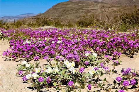 Super Bloom in Anza-Borrego Desert, California 2025 - Rove.me