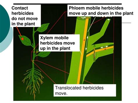 PPT - Herbicide Mode of Action PowerPoint Presentation, free download ...